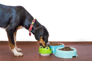 Dog-eating-pet-food