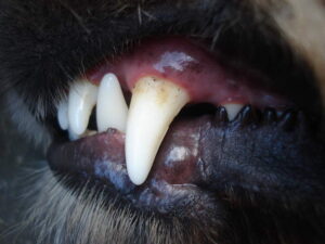 detartrage dent chien sans anesthésie