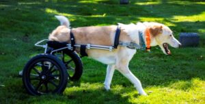 chariot pour chien handicapé