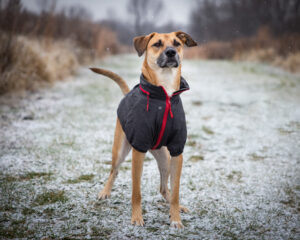 Closeup shot of a proud-looking dog with a sportswear clothes on standing on the snowy ground