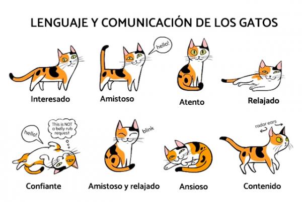 Langage Et Communication Des Chats