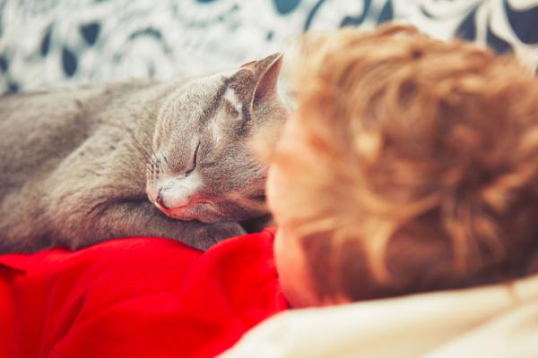 Pourquoi Les Chats Aiment Ils Dormir Debout