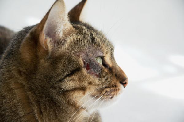 Guérir les blessures sur les coussinets de chat