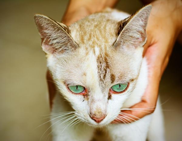 Pourquoi mon chat a-t-il les yeux rouges?