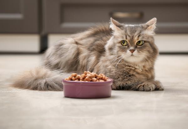 Pourquoi mon chat veut manger dans mon assiette ?