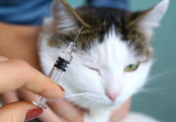 Amoxicilline Pour Chats Posologie Utilisations Et Effets Secondaires