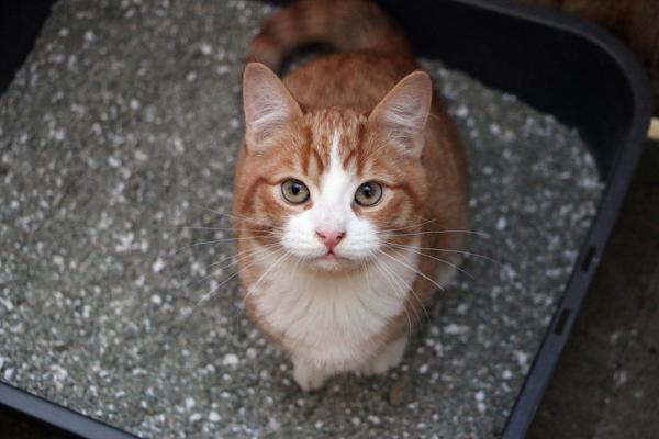 Troisieme Paupiere Chez Les Chats Causes Et Traitement