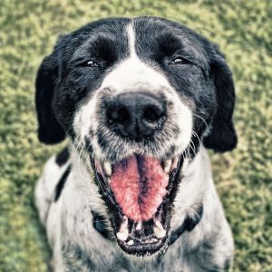 5 conseils pour rendre un chien heureux