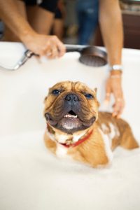Comment laver son chien ?