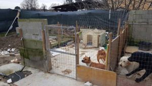 Maison des horreurs dans la région milanaise: chiens et lapins en décomposition totale