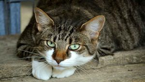 Chat blessé avec des plombs de chasse: "un épisode intolérable"