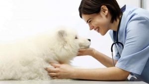 Fente palatine chez le chien: symptômes et remèdes de la malformation congénitale de Le chien