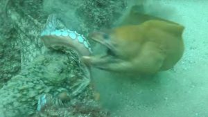 La murène attaque la pieuvre: à la fin vient la surprise - VIDEO