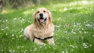 La vitamine K pour chiens, qu'est-ce que c'est? Avantages et effets indésirables possible