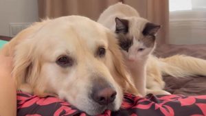 Le chat fait des massages au chien: une très belle scène -VIDEO