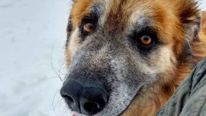 Le chien Dago, récupéré après 4 ans de non-vie: à la recherche d'une famille - VIDEO