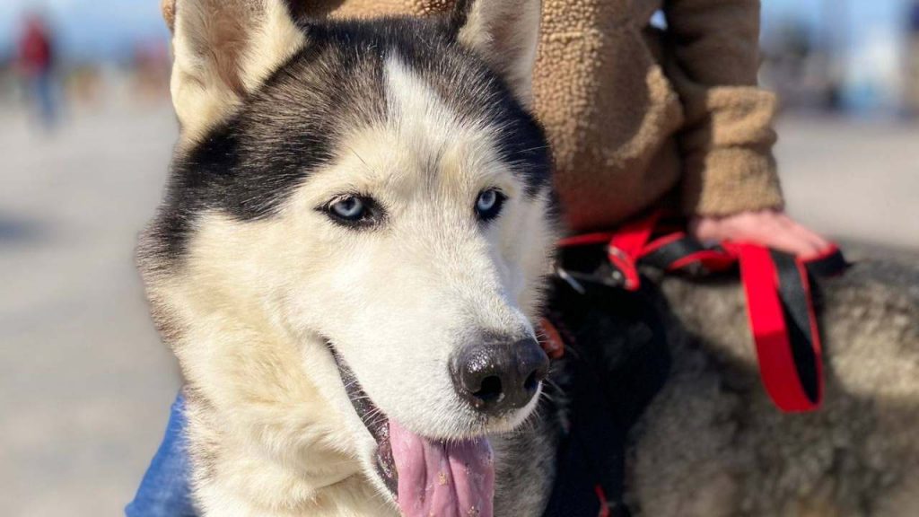 Pourquoi Les Chiens Restent Colles Apres L Accouplement Pourquoi les chiens restent collés après l'accouplement