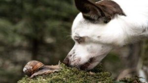 Le chien mange des escargots: quels risques pour sa santé et comment les prévenir