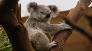Le koala sans patte grimpe à nouveau: l'histoire d'une belle renaissance