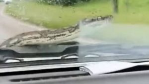 Le voyage devient mouvementé: le python apparaît sur la voiture - VIDEO