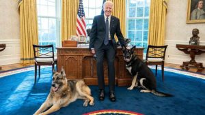 Les chiens de Joe Biden pour la première fois dans le bureau ovale