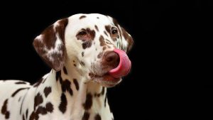 Les chiens peuvent-ils manger de la béchamel? Risques, avantages et conseils utiles
