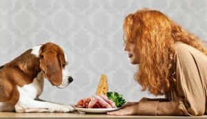 Les-chiens-peuvent-ils-manger-de-la-bresaola-Conseil-dExpert.jpg