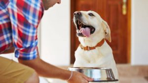 Les chiens peuvent-ils manger des graines de chanvre? La réponse des experts