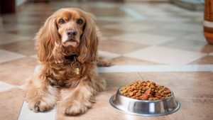 Les chiens peuvent-ils manger des lentilles? Avantages et risques des lignes de crédit