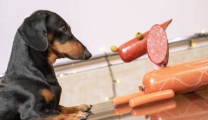 Les-chiens-peuvent-ils-manger-des-olives-Risques-et-avantages-de.jpg