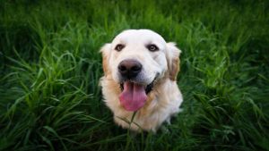Les chiens peuvent-ils manger du basilic? Avantages et risques possibles pour les lignes de crédit