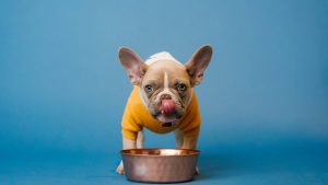 Les chiens peuvent-ils manger du chou rouge? Avantages et risques pour Le chien