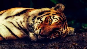 Les cruelles fermes de tigres: fermées dans des espaces confinés, privées de liberté