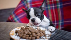 Nutrition du Boston Terrier: quoi le nourrir et quels aliments éviter