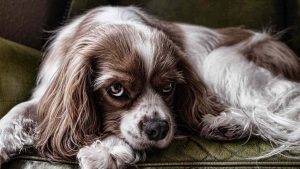 Régime cétogène dans l'épilepsie du chien: risques et avantages pour Le chien