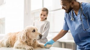 Syndrome urémique du chien: qu'est-ce que c'est, causes, symptômes, traitements