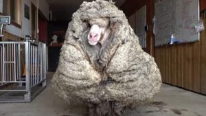 Un-mouton-a-ete-retrouve-avec-35-kg-de-polaire.jpg