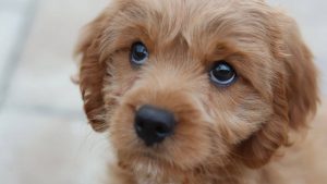 Labyrinthite chez les chiens: causes, symptômes et comment traiter cette maladie