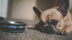 Nourrir les chiens atteints de colite: comment aider Le chien grâce à la nourriture