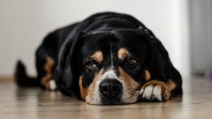 Nutrition pour le chien atteint de cystite: quels aliments manger et lesquels éviter