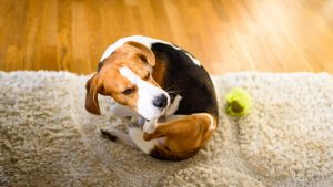 Symptômes d'allergie aux aliments pour chiens: à quoi faire attention