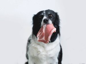 régime barf pour chien avis d'expert