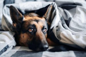 Comment prendre soin du sommeil de son chien ?