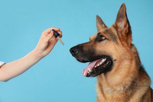 Woman giving tincture to German Shepherd dog on turquoise backgr