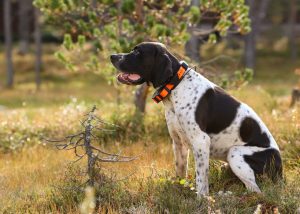 3 choses à savoir sur les colliers GPS pour chiens de chasse