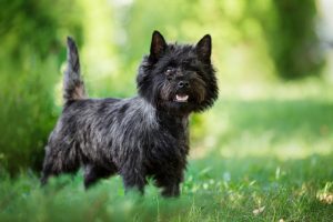 Cairn Terrier - Encyclopédie de cette race de chiens