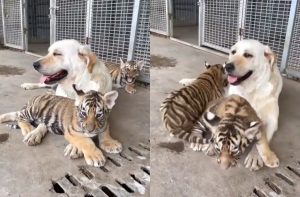 Une maman chien particulière. Les tigres abandonnés par leur mère sont gardés par un labrador !