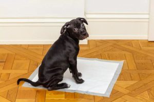 La science de la propreté. Comment apprendre à un chien à faire pipi sur le tapis ?