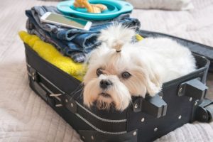 Il est temps de commencer les sorties estivales pour chiens en dehors de la ville ! Quoi emporter en voyage avec son chien ?