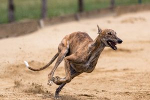 Les races de chiens les plus rapides. Découvrez le TOP 5 !
